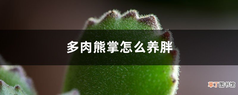 多肉熊掌“熊童子”怎么养胖，才能有红爪子？