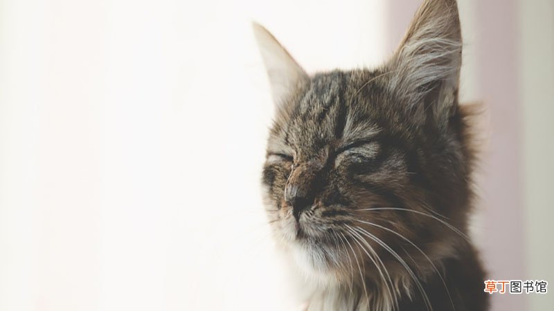梦见两只温顺的猫