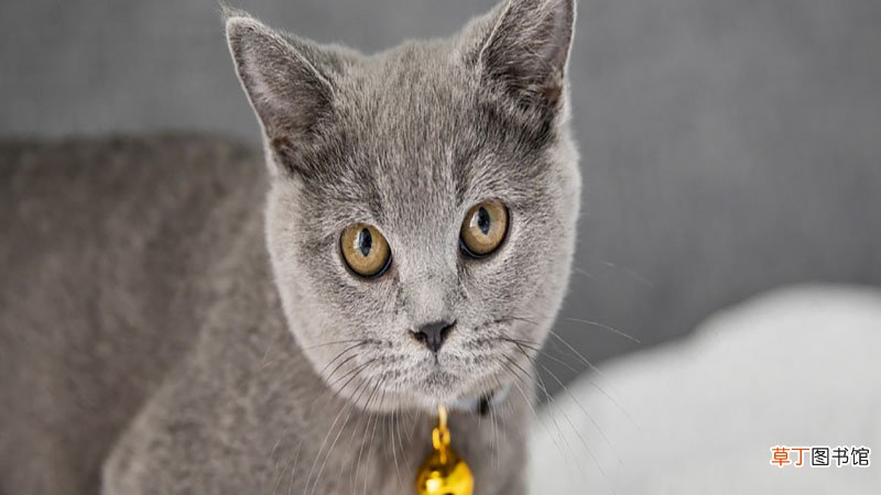 梦见两只猫什么意思