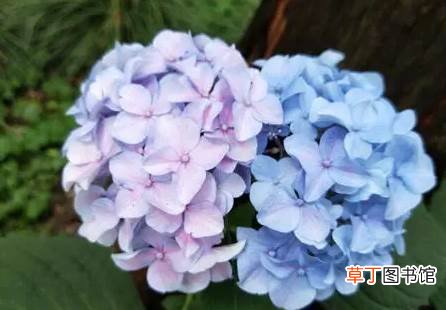 绣球花瓣上有锈斑该怎么补救 绣球花瓣上有锈斑怎么回事