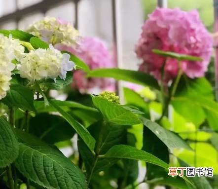 绣球叶子软塌塌的怎么办 绣球叶子为什么软塌塌的