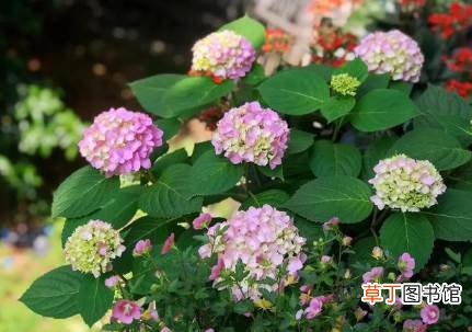 绣球叶子软塌塌的怎么办 绣球叶子为什么软塌塌的