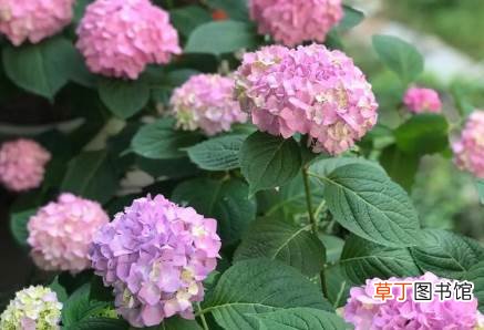 绣球叶子软塌塌的怎么办 绣球叶子为什么软塌塌的