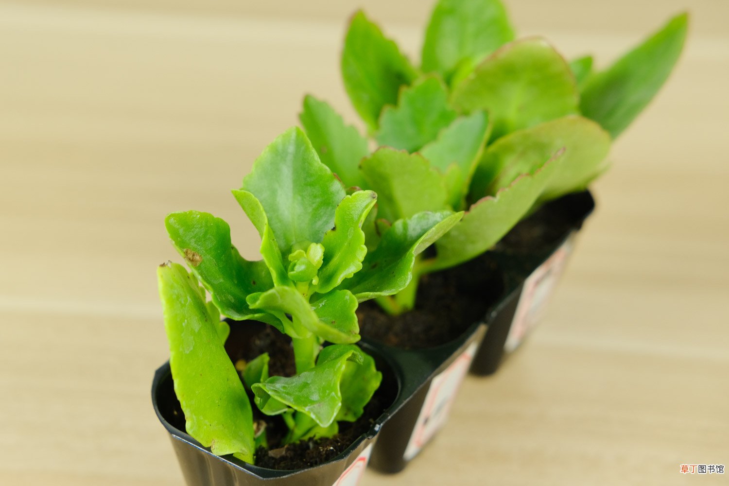 长寿花移栽后，叶子发软变薄怎么办？