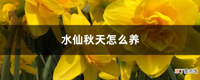 水仙秋天怎么养