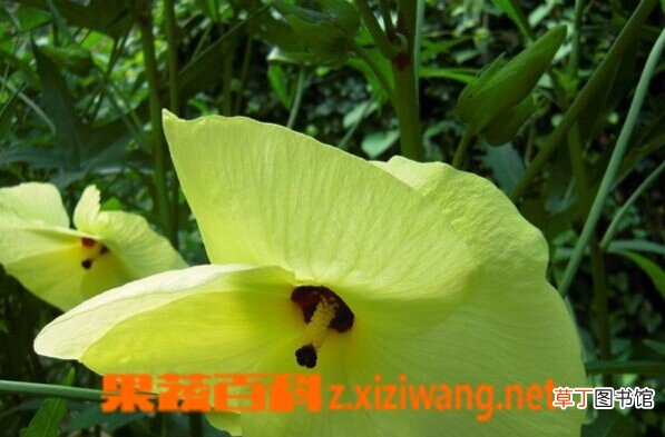 黄蜀葵的功效与作用