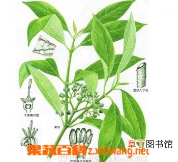 白花苦灯笼的功效和作用