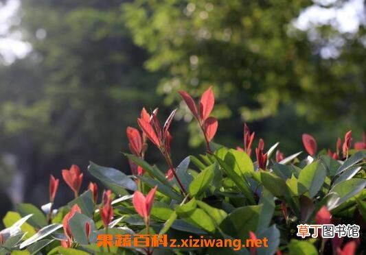 芒种花的功效与作用 芒种花怎么用