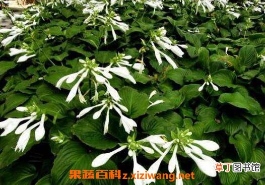 芒种花的功效与作用 芒种花怎么用