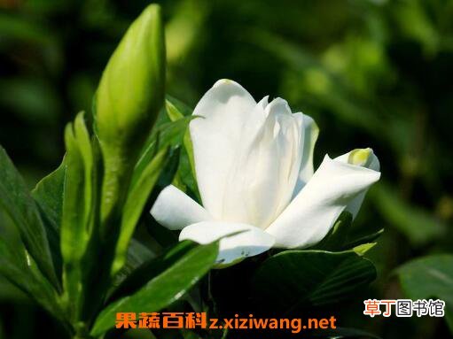 栀子花怎么养 栀子花的养殖方法技巧
