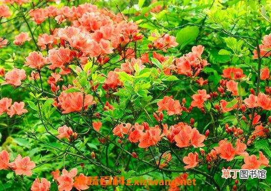 杜鹃花怎么养 杜鹃花的养殖方法技巧