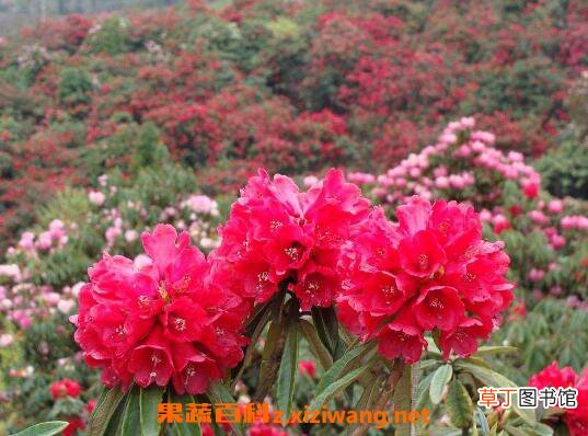 杜鹃花怎么养 杜鹃花的养殖方法技巧
