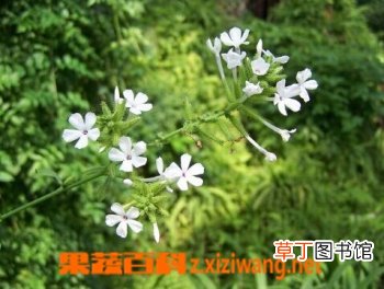 白花丹的功效和作用