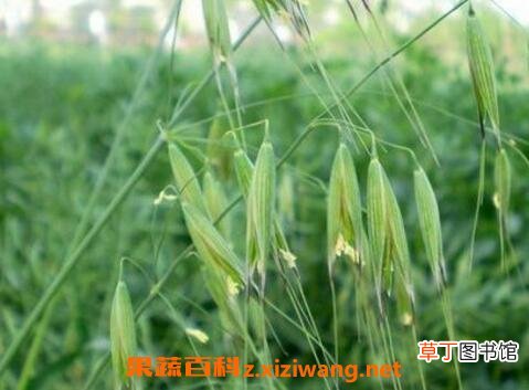 野燕麦/乌麦的功效与作用