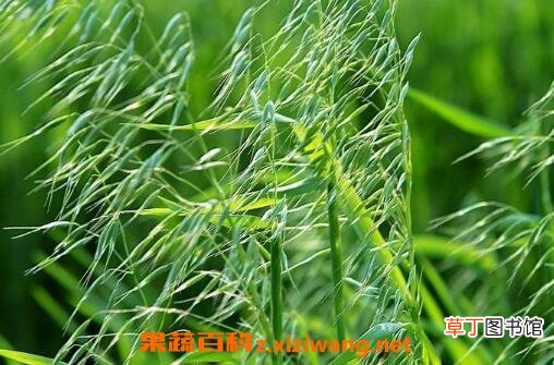野燕麦/乌麦的功效与作用