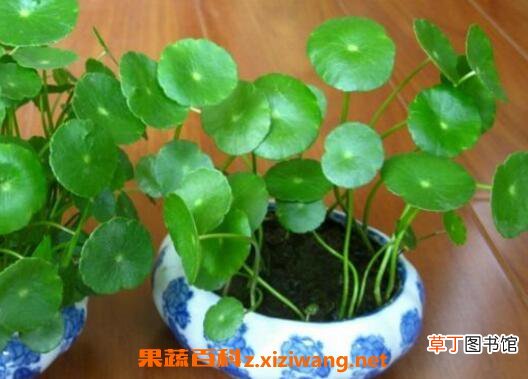 铜钱草怎么养 铜钱草的养殖方法技巧