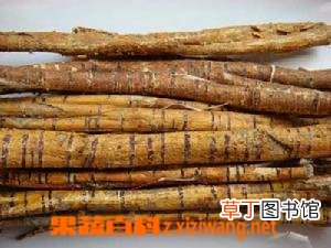桑白皮的功效与作用