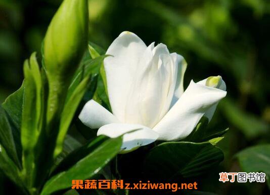 茉莉花如何养 茉莉花的养殖方法和注意事项