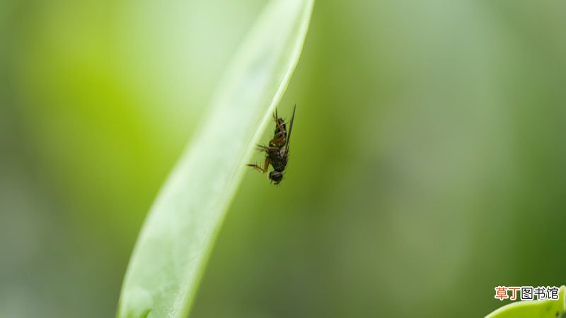梦见苍蝇成群