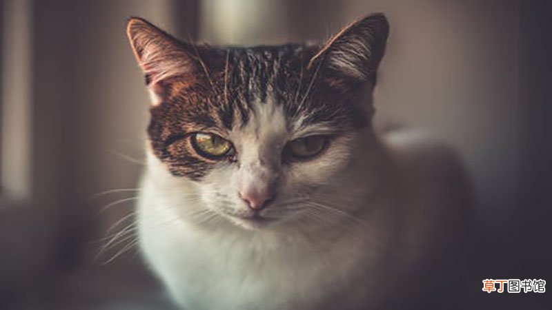 梦见被猫挠