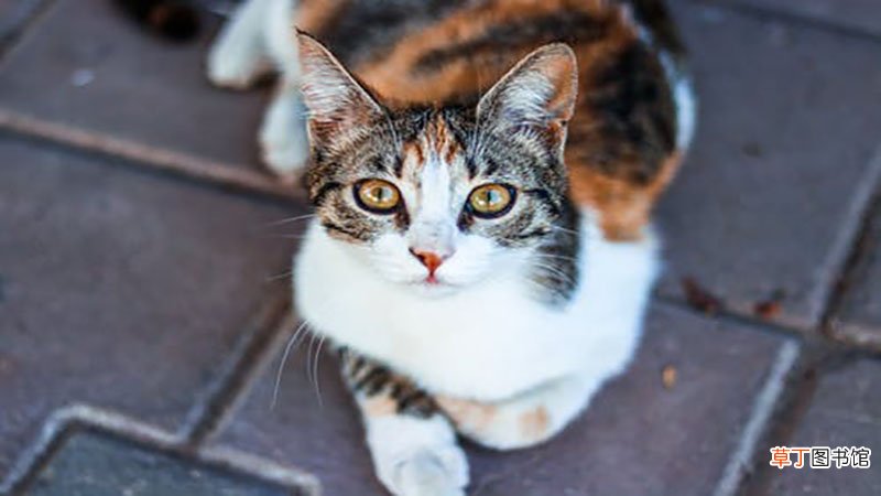 梦见被猫挠