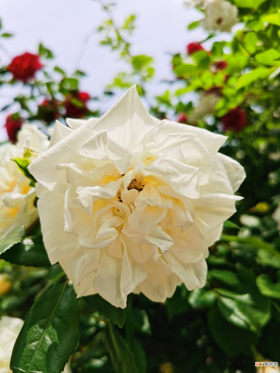 蔷薇花秋天怎么养