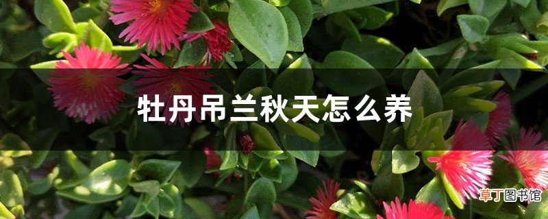 牡丹吊兰秋天怎么养