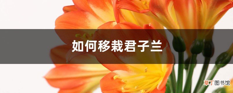 如何移栽君子兰：幼苗移栽方法、注意事项