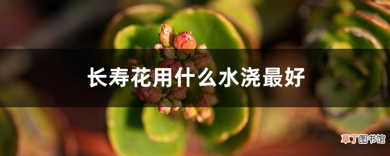 长寿花用什么水浇最好，能用淘米水浇吗