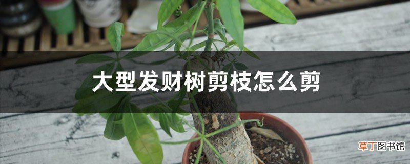 大型发财树剪枝怎么剪，什么时候剪枝好