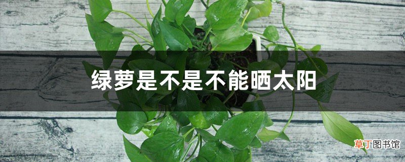 绿萝能在太阳下晒吗：会晒蔫吗，正确的养护方法是什么