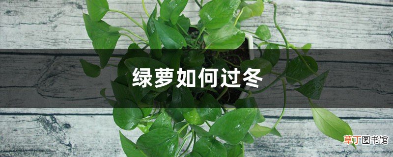 绿萝如何过冬，冬天没暖气能包上袋子过冬吗
