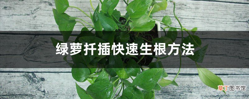 绿萝扦插快速生根方法，水培加白糖能快速生根吗