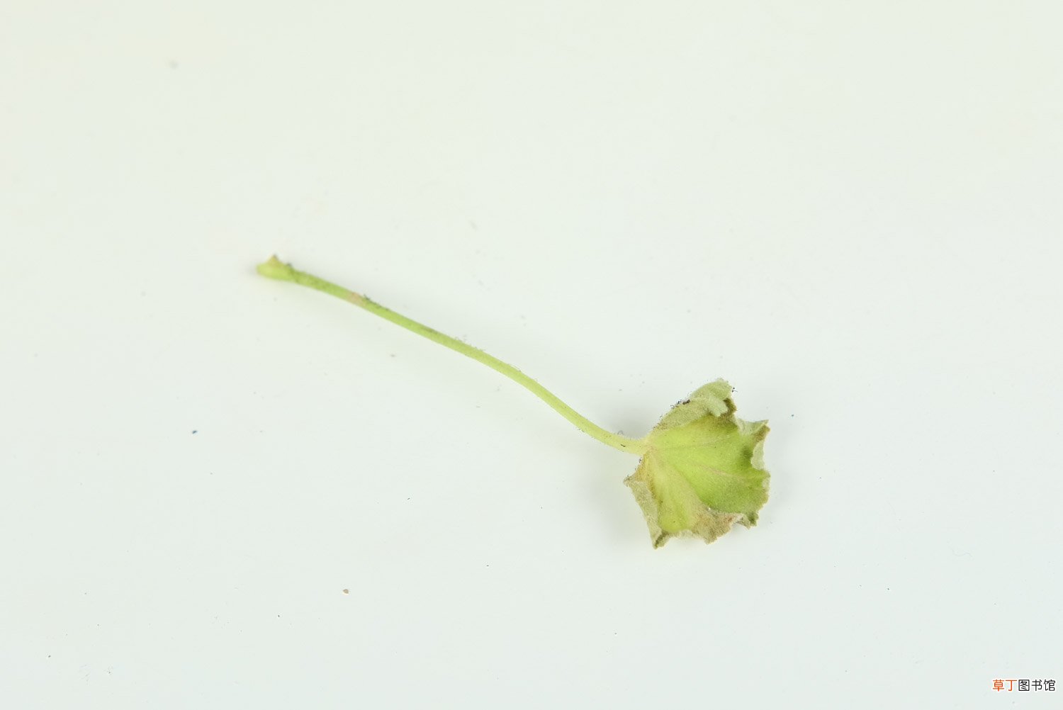 大花天竺葵怎么修剪，时间和造型方法详解
