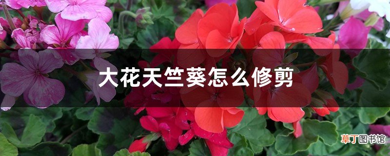 大花天竺葵怎么修剪，时间和造型方法详解