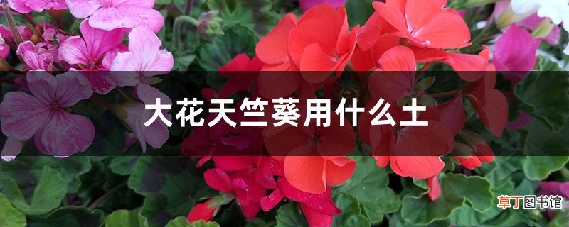 大花天竺葵用什么土种植好