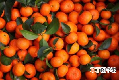 水煮沙糖桔怎么做 沙糖桔可以煮着吃吗
