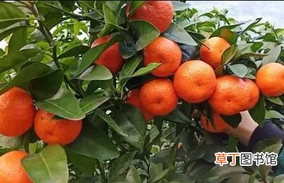 水煮沙糖桔怎么做 沙糖桔可以煮着吃吗