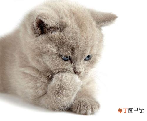 女人梦见猫赶都赶不走什么意思