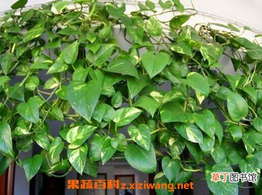 绿萝怎么养 绿萝的养殖方法技巧