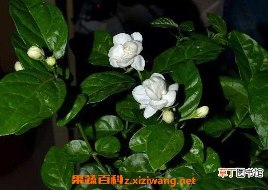 栀子花如何养 养殖栀子花的方法与注意事项