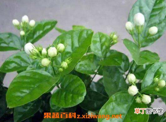栀子花如何养 养殖栀子花的方法与注意事项