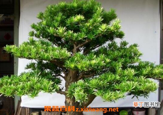 罗汉松怎么养 罗汉松的养殖方法和注意事项