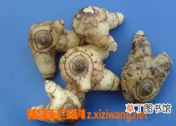白芨的功效和作用