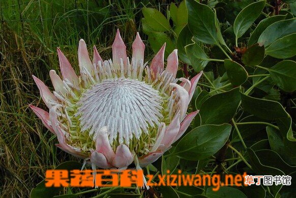 蓟花山龙眼的功效与作用