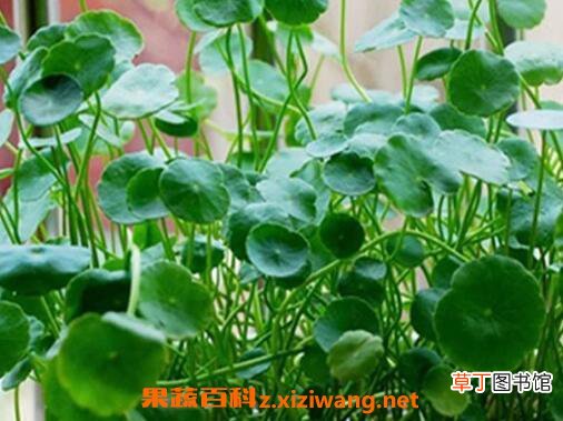 金钱草怎么养殖 金钱草的养殖方法技巧