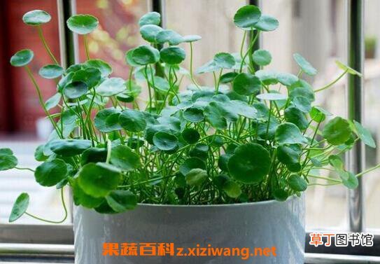 金钱草怎么养殖 金钱草的养殖方法技巧