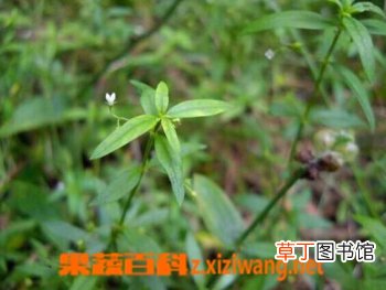 白花蛇舌草的功效和作用
