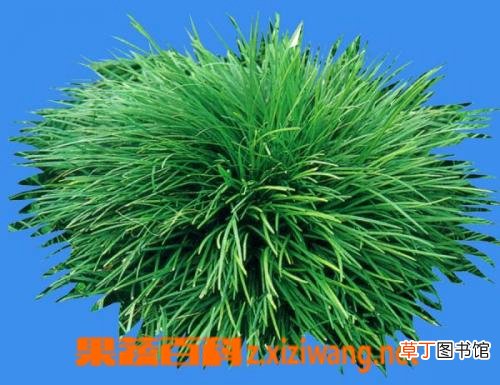 沿阶草的功效与作用