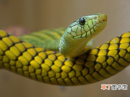 女人梦见把蛇打死了是什么意思